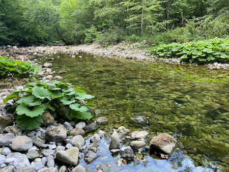 The course of the river Kupica directly below the mountain karst spring (Tok rijeke Kupice...