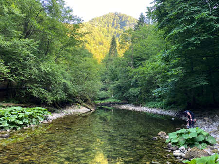 The course of the river Kupica directly below the mountain karst spring (Tok rijeke Kupice neposredno pod goranskim krÅ¡kim vrelom, Mala LeÅ¡nica - Gorski kotar, Hrvatska)の写真素材