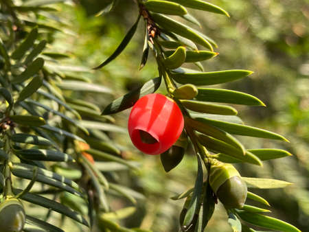 Common yew (Taxus baccata), English yew, European yew, EuropÃ¤ische Eibe, ObiÄna tisa, Å umska tisa, Europska tisa ili Å½vetuljina - The Zagreb Botanical Garden, Croatiaの写真素材