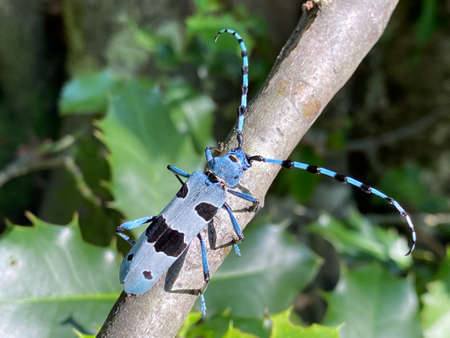 The Rosalia longicorn (Rosalia alpina), Alpine longhorn beetle, der Alpenbock, la Rosalie des Alpes, Il cerambice del faggio, Alpska ili alpinska strizibuba - Papuk nature park, Croatiaの写真素材