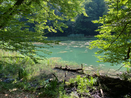 Artificial lakes in a Park forest Jankovac  - Papuk nature park, Croatia (Umjetna jezera u Park Å¡umi Jankovac - Park prirode Papuk, Hrvatska)のeditorial素材