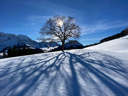 A magical play of light and shadow on a pure white snow cover in a mixed alpine forest, SchwÃ¤galp mountain pass - Canton of Appenzell Ausserrhoden, Switzerland (Schweiz)の写真素材