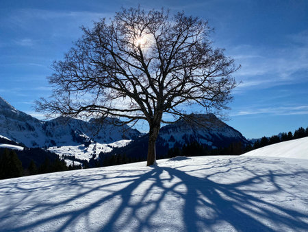 A magical play of light and shadow on a pure white snow cover in a mixed alpine forest, SchwÃ¤galp mountain pass - Canton of Appenzell Ausserrhoden, Switzerland (Schweiz)の写真素材