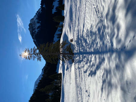 A magical play of light and shadow on a pure white snow cover in a mixed alpine forest, SchwÃ¤galp mountain pass - Canton of Appenzell Ausserrhoden, Switzerland (Schweiz)の写真素材