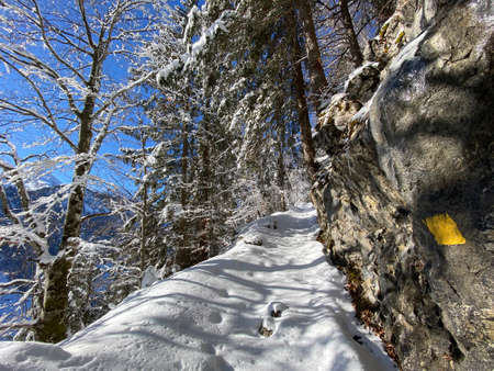 Hiking markings and orientation signs with signposts for navigating in the idyllic winter ambience on the Alpstein mountain massif and in the Swiss Alps - Alt St. Johann, Switzerland (Schweiz)の写真素材
