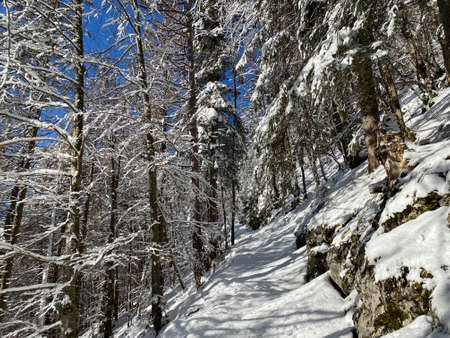 Alpine forest trails in a typical winter environment and under deep fresh snow cover on the Alpstein mountain massif and in the Swiss Alps - Alt St. Johann, Switzerland (Schweiz)の写真素材