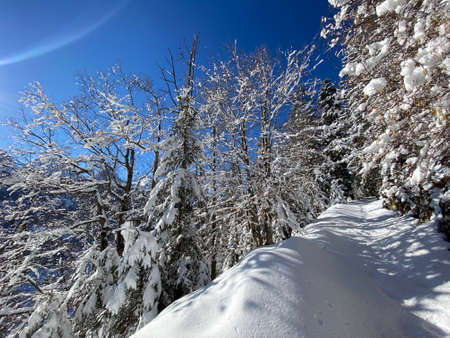 Alpine forest trails in a typical winter environment and under deep fresh snow cover on the Alpstein...