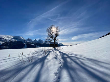 A magical play of sunlight and shadow during the alpine winter on the snowy slopes of the Churfirsten mountain range in the Obertoggenburg region, Alt St. Johann - Switzerland (Schweiz)の写真素材