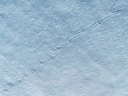 Small bird tracks in the fresh white alpine snow on the slopes of the Alpstein mountain range - Alt...