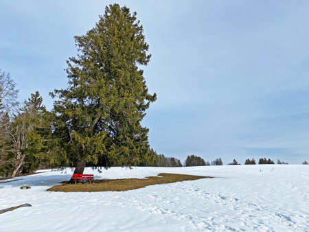 Picturesque canopies of alpine trees in a typical winter atmosphere after snowfall over the Obertoggenburg alpine valley and in the Swiss Alps - Wildhaus, Switzerland (Schweiz)の写真素材