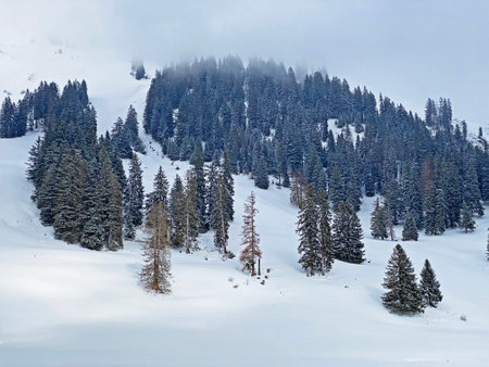 Picturesque canopies of alpine trees in a typical winter atmosphere after snowfall over the Obertoggenburg alpine valley and in the Swiss Alps - Unterwasser, Switzerland (Schweiz)の写真素材