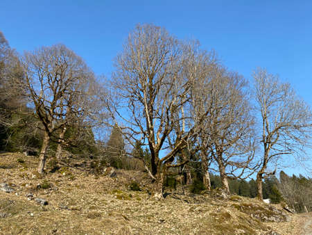 Mixed subalpine forests and a variety of trees in early spring on the slopes of the alpine mountains...