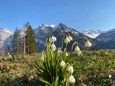 Spring snowflake (Leucojum vernum), MÃ¤rzenglÃ¶ckchen (Maerzengloeckchen), MÃ¤rzenbecher (Maerzenbecher), FrÃ¼hlings-Knotenblume (Fruehlings-Knotenblume), NivÃ©ole de printemps or Proljetni drijemovacの写真素材