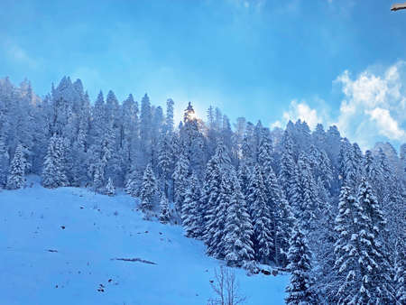 Picturesque canopies of alpine trees in a typical winter atmosphere after the spring snowfall over...