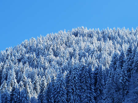 Picturesque canopies of alpine trees in a typical winter atmosphere after the spring snowfall over...
