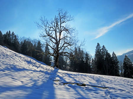 A magical play of sunlight and shadow during the alpine winter on the snowy slopes of the Churfirsten mountain range in the Obertoggenburg region, Nesslau - Switzerland / Schweizの写真素材
