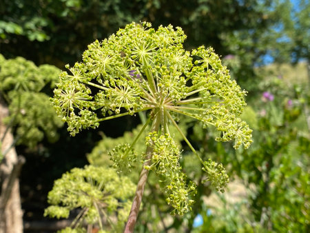 Garden angelica (Angelica archangelica), Wild celery, Norwegian angelica, Erz Engelwurz,...