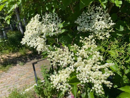 The Elderberry (Sambucus nigra), Black elder, European elder, European black elderberry, Der Schwarze Holunder, Schwarzer Flieder, Fliederbeeren or Crna Bazga ili Zovina - Zovaの写真素材