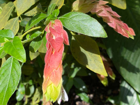 Mexican shrimp plant (Justicia brandegeeana), Shrimp plant, False hop, CamarÃ£o-vermelho, Mexikanische Garnelenpflanze, Zimmerhopfen, Falscher Hopfen or Garnelen-Justizieの写真素材