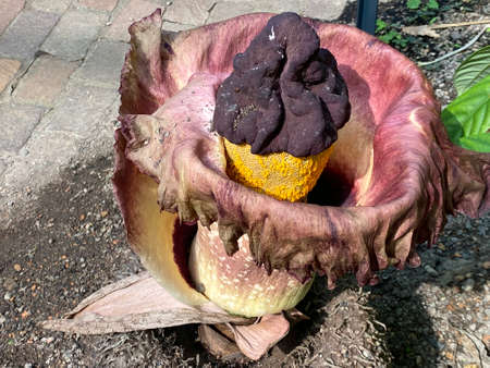 Elephant foot yam (Amorphophallus paeoniifolius (Dennst.) Nicolson), Whitespot giant arum, Telingo Potato, Sweet Yam, Corpse Flower, Titanenwurz, Voodoo Lily, La patata de Telingaの写真素材