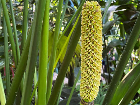 Panama hat plant (Carludovica palmata Ruiz & Pav. sin. Salmia jamaicensis), Toquilla palm,...
