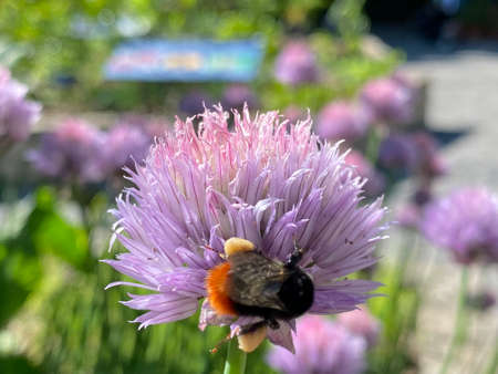 Chives (Allium schoenoprasum), Cive, Onion Grass, Schnittlauch. Graslauch, Binsenlauch, Brislauch, Grusenich, Jakobszwiebel, Schnittling, l'erba cipollina or cebollinoの写真素材