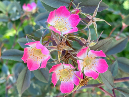 Redleaf Rose (Rosa Glauca), Red-Leaved rose, Rosa ferruginea, Rosa rubrifolia, Shrub Roses, Pink...