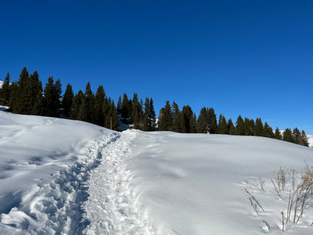 <p>Wonderful winter hiking trails and traces in the fresh alpine snow cover of the Swiss Alps and over the tourist resort of Arosa - Canton of Grisons, Switzerland (Schweiz)</p>の写真素材