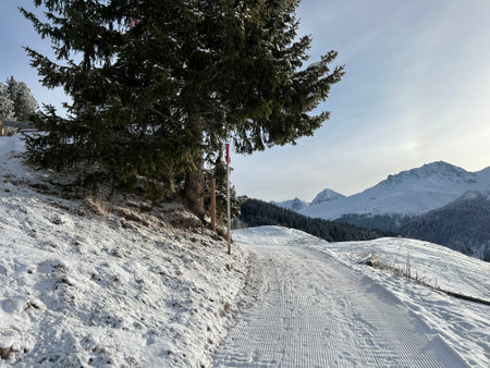 Excellently arranged and cleaned winter trails for walking, hiking, sports and recreation in the area of the Swiss tourist winter resort of Arosa - Canton of Grisons, Switzerlandの写真素材