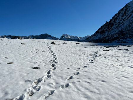 Fresh tracks on the season's first early autumn snow above the road pass Fluela (FlÃ¼elapass) and in the Swiss Albula Alps mountain massif, Zernez - Canton of Grisons, Switzerlandの写真素材