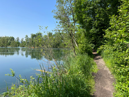 Sports and recreational trails in the Old Rhine Nature Park, Lustenau (Austria) - Sport- und Freizeitwege im Naturpark Alter Rhein oder Naturpark am Alten Rhein, Ãsterreichの写真素材