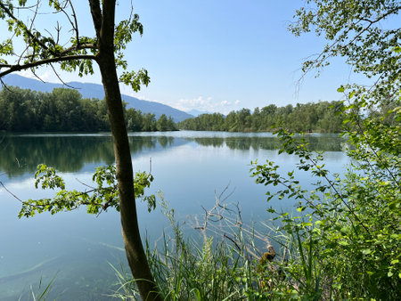 Summer atmosphere in the Old Rhine Nature Park, Lustenau (Austria) - VorfrÃ¼hlings Stimmung im Naturpark Alter Rhein oder Naturpark am Alten Rhein, Lustenau - Ãsterreich (Osterreichの写真素材