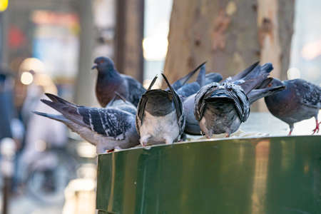 pigeons in paris, flying, eating and interacting with each otherの写真素材