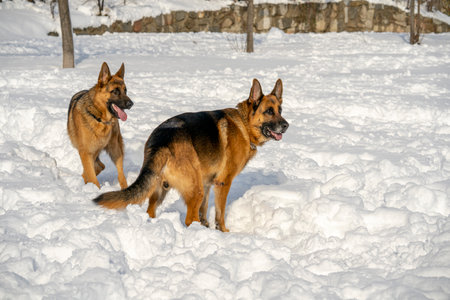 German Shepherd Dog running and playing in the snow