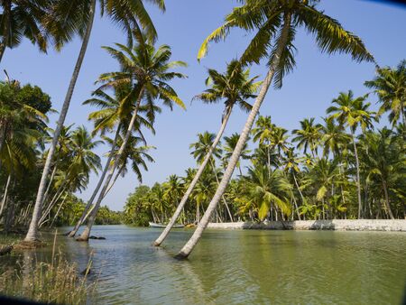 mangrove forest in the lush Kerala backwaters in south India