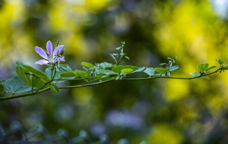 lush purple fragil flower is growing on a branch with green leaves in a blurred lightの写真素材