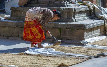 Kathmandu,Nepal: November 02,2017:
asian senior women is drying rice in the sunのeditorial素材