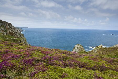 blooming wildflowers on the Atlantic coast of Brittany called Pointe du Raz