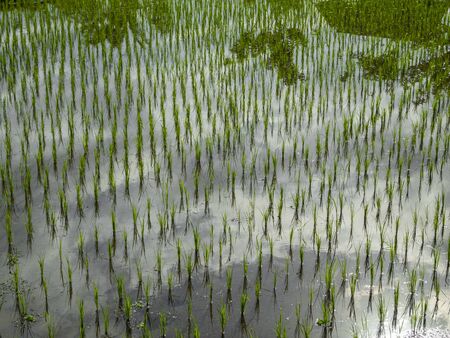 clouds reflect in an lush rice field in Ubud, Baliの写真素材
