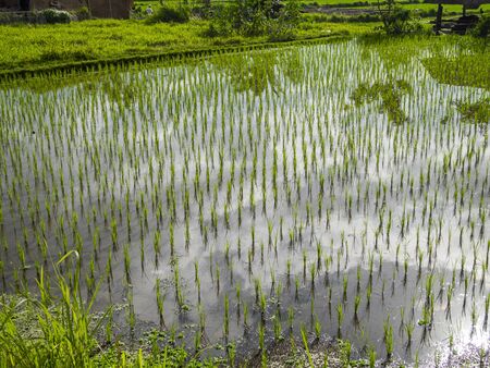 clouds reflect in an lush rice field in Ubud, Baliの写真素材