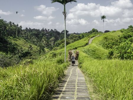 a man is walking on a path  in a scenic balinese landscape with a large bundle of grass on his backの写真素材