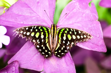 green butterflyの写真素材