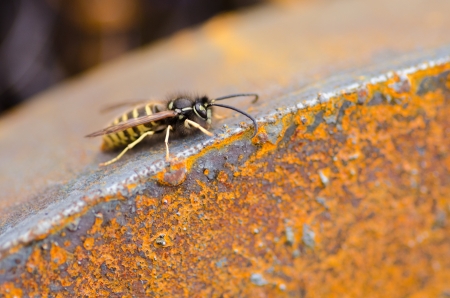 waspの写真素材