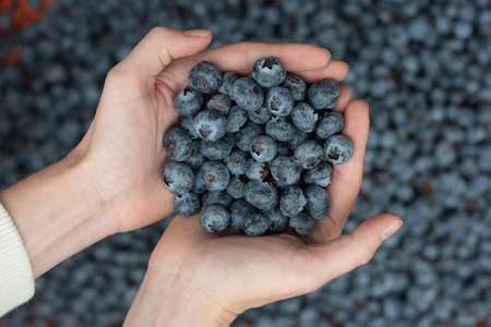 Hand full of blue berriesの写真素材