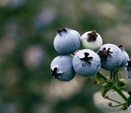 Little berries growingの写真素材