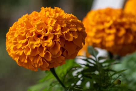Close up from a cempasuchil flower on a beautiful garden.の写真素材