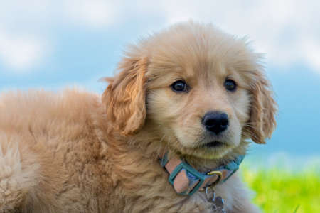 golden retriever puppy