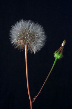 dandelionの写真素材
