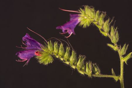 depth of field