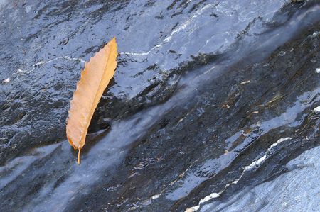 leaf in a streamの写真素材